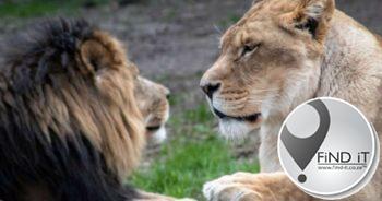 Leeuwyfie verskeur bewaarder en ontsnap uit Iran-dieretuin saam met haar maat
