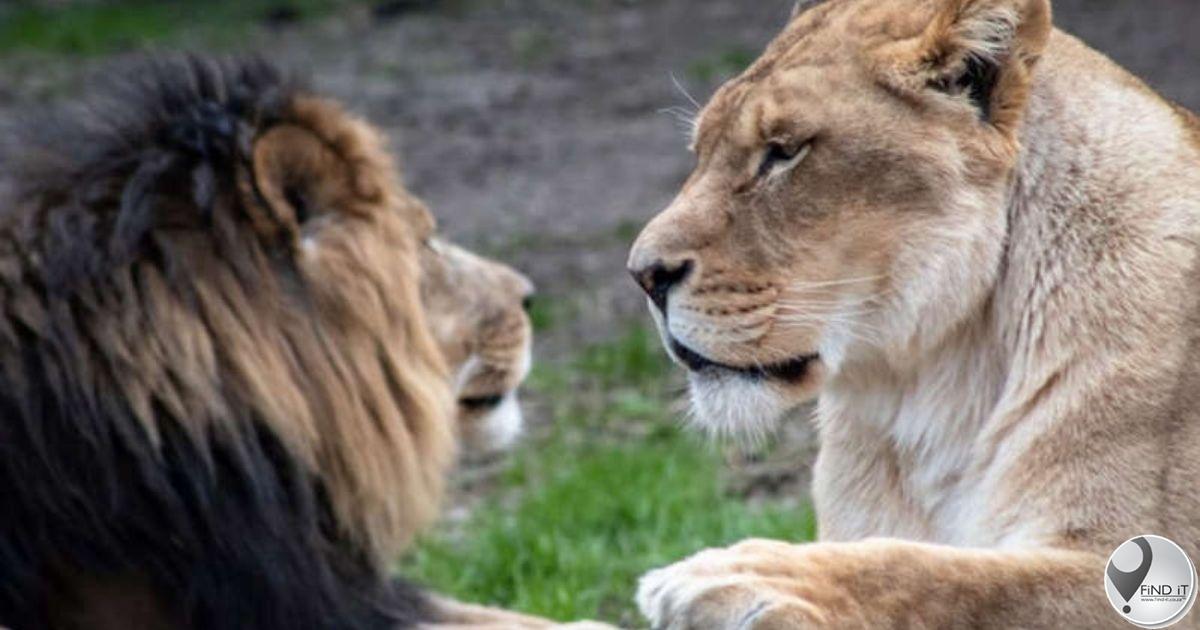 Leeuwyfie verskeur bewaarder en ontsnap uit Iran-dieretuin saam met haar maat