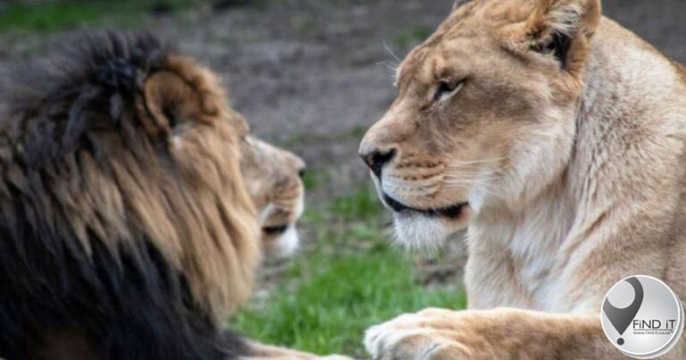 Lioness kills keeper and escapes Iran zoo with her mate
