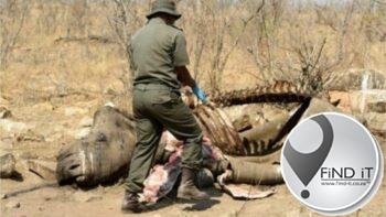 Rhino poacher gets 25 years after being caught twice for poaching