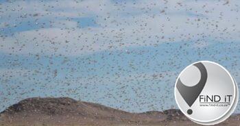Enormous swarms of brown locusts becoming disastrous