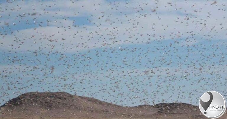 Enormous swarms of brown locusts becoming disastrous