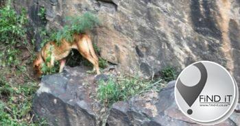 Gelukkige einde vir hond wat vier dae lank op kransrand vasgesit het