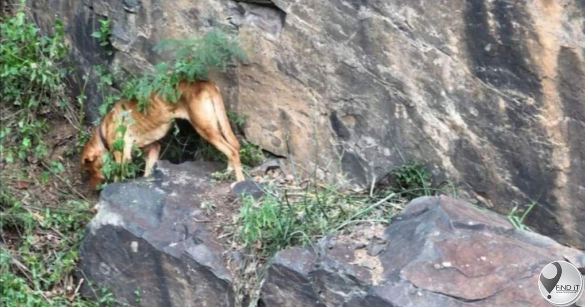 Gelukkige einde vir hond wat vier dae lank op kransrand vasgesit het