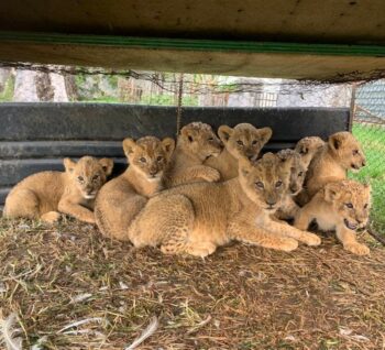 Lion cubs found in 'dirty cages' (Photo: Bloemfontein SPCA)