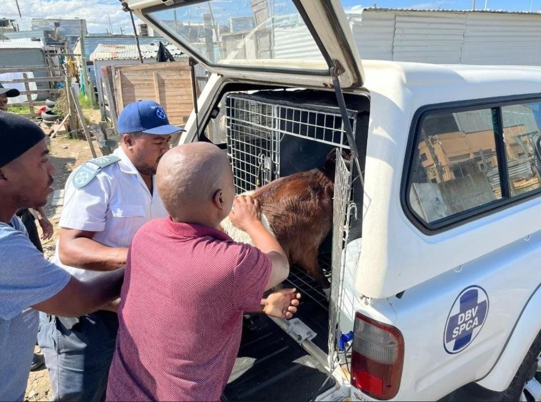 Man gesoek wat bok op kamera seksueel aanrand (Foto: News24)