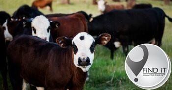 Public information session about Foot and Mouth Disease