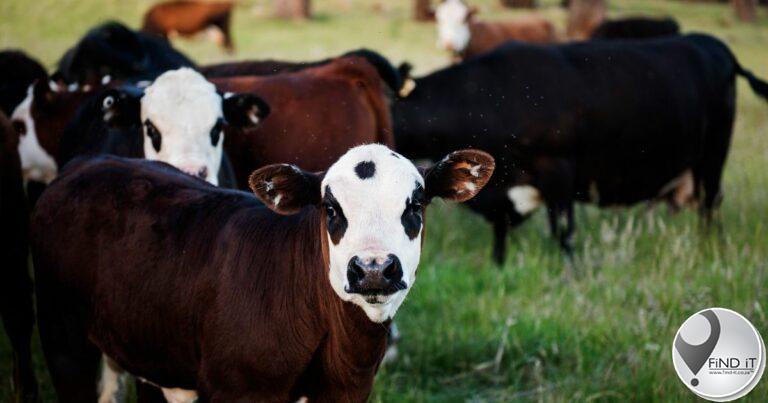 Public information session about Foot and Mouth Disease