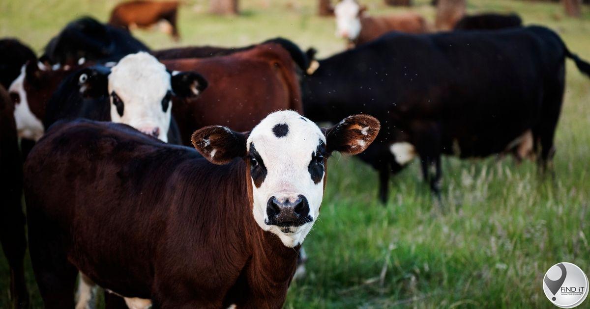 Public information session about Foot and Mouth Disease
