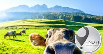 Urgent action required to solve FMD crisis
