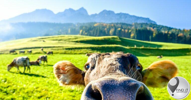 Urgent action required to solve FMD crisis