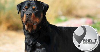 Oos-Kaapse burgemeester kan krimineel aangekla word na honde man doodmaak