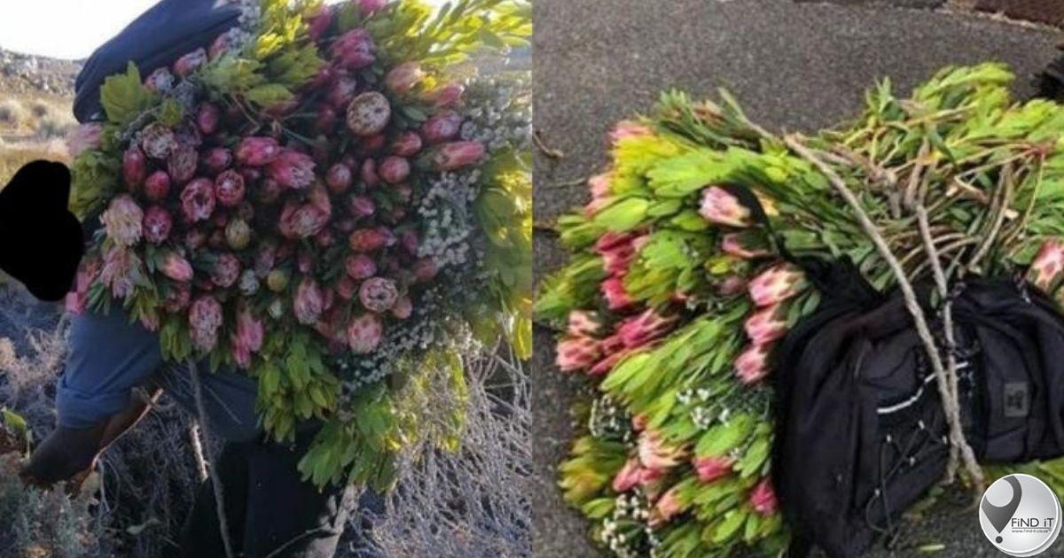 Man in Kaapstad gevang blomme plukdat hy blomme pluk