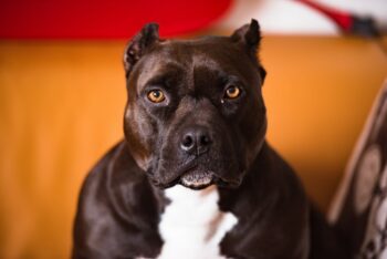 Die foto is nie van die hond wat die meisie verskeur het nie. (Foto: Unsplash)