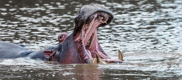(Foto: Stone Age Man)