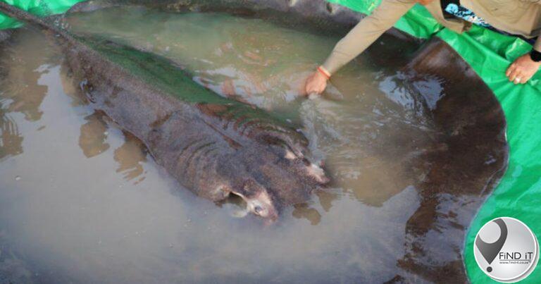 Visserman vang 'die wêreld se grootste' varswatervis in Kambodja