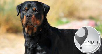Eienaar van Rottweilers wat meisie gebyt het toe sy hondjie optel moet betaal
