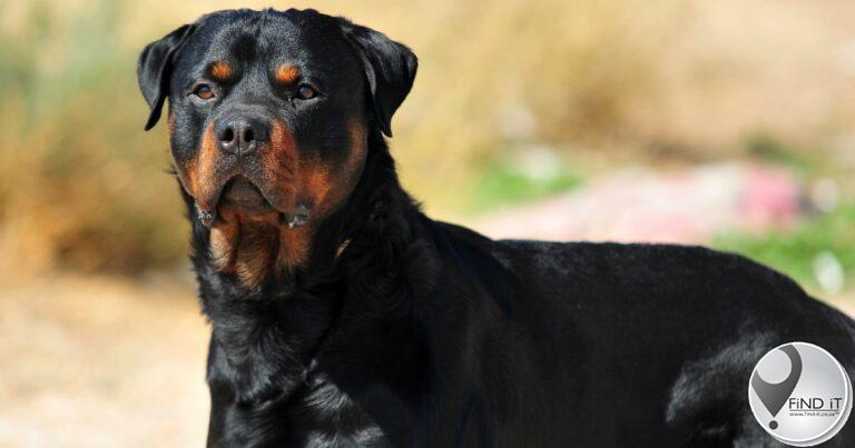 Eienaar van Rottweilers wat meisie gebyt het toe sy hondjie optel moet betaal