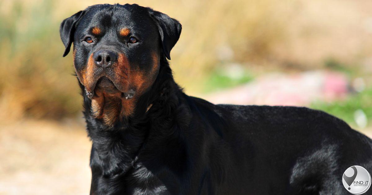 Eienaar van Rottweilers wat meisie gebyt het toe sy hondjie optel moet betaal