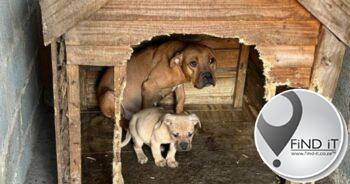 NDBV open 'n saak teen 'wrede' KZN-teler vir die mishandeling van 17 Pitbulls
