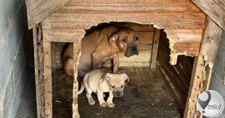 NDBV open 'n saak teen 'wrede' KZN-teler vir die mishandeling van 17 Pitbulls
