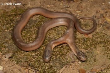 (Foto: Nick Evans, Snakes of Southern Africa, Facebook)