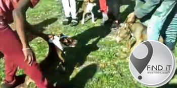 Kaapstad DBV lê beslag op pitbull-hondjies wat gedwing word om te veg