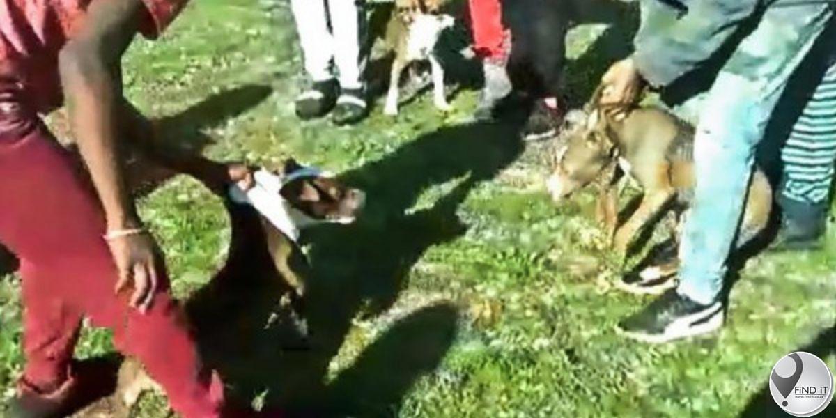 Kaapstad DBV lê beslag op pitbull-hondjies wat gedwing word om te veg