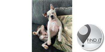 Kaapstad-gesin bied R10k beloning aan vir hond wat vir meer as 2 weke vermis word
