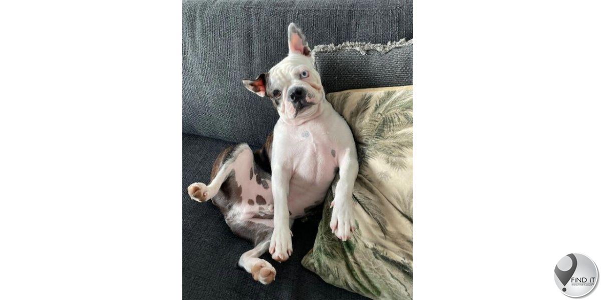 Kaapstad-gesin bied R10k beloning aan vir hond wat vir meer as 2 weke vermis word