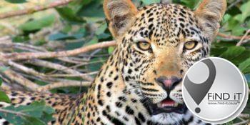 Kruger Park-werker verfilm terwyl hy dooie luiperd klap