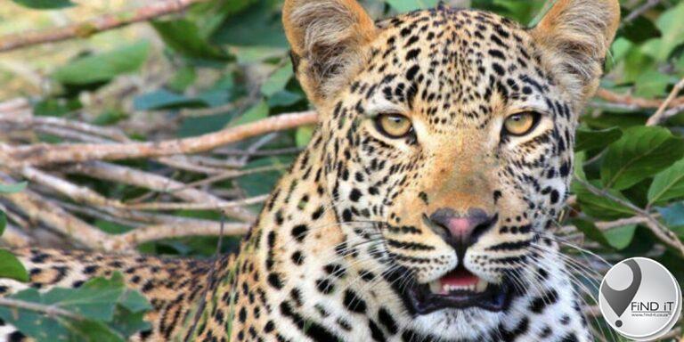 Kruger Park-werker verfilm terwyl hy dooie luiperd klap