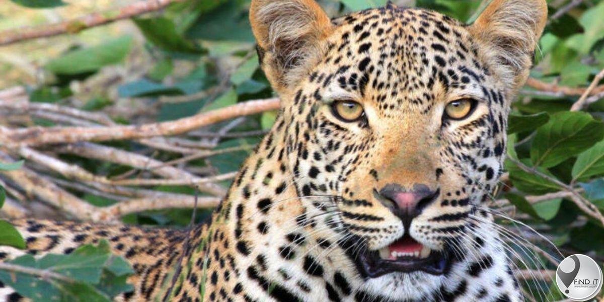 Kruger Park-werker verfilm terwyl hy dooie luiperd klap