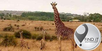 'Uiters skaars': Kameelperd gee geboorte aan 'n tweeling in Kenia