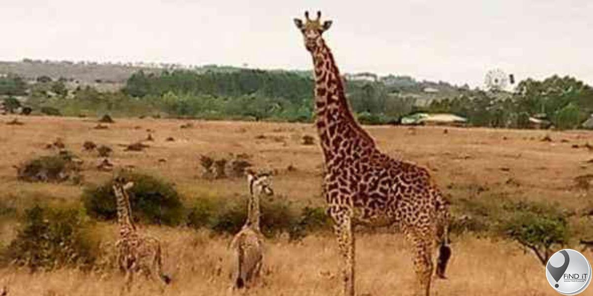 'Uiters skaars': Kameelperd gee geboorte aan 'n tweeling in Kenia