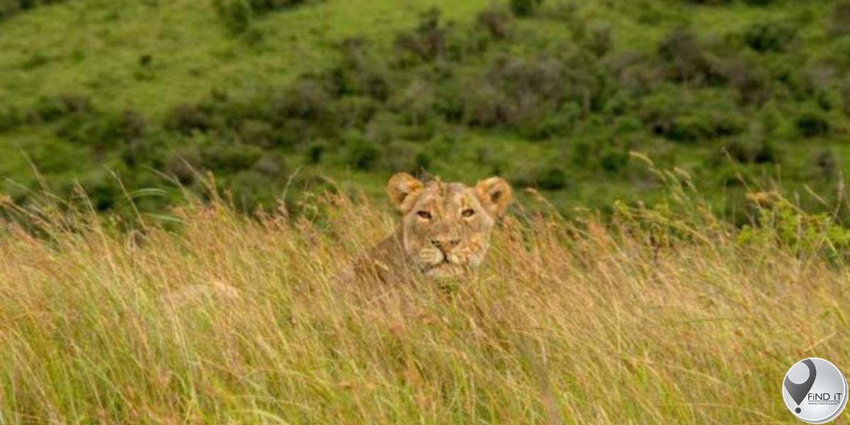 6 leeus van kant gemaak na hulle minstens 6 koeie in KZN vang