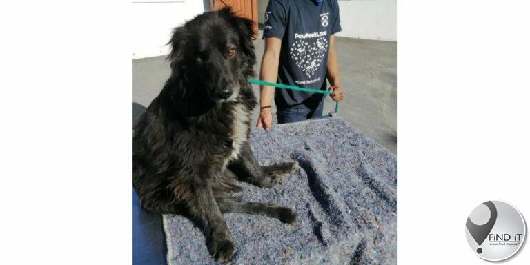 Man van Landsdowne gaan dalk tronk toe ná noodlottige mesaanval op hond