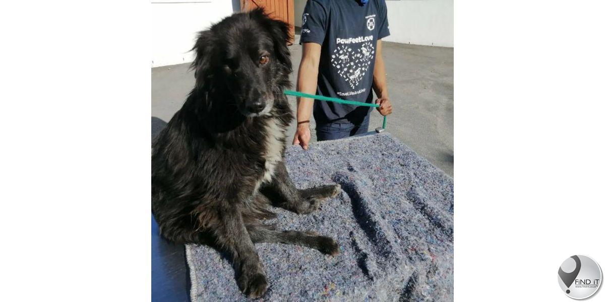 Man van Landsdowne gaan dalk tronk toe ná noodlottige mesaanval op hond
