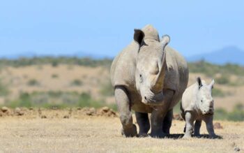 (Foto: rhinos.org)