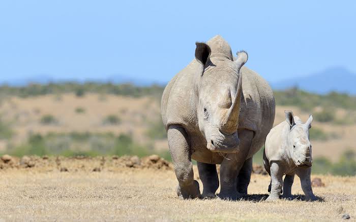 (Foto: rhinos.org)