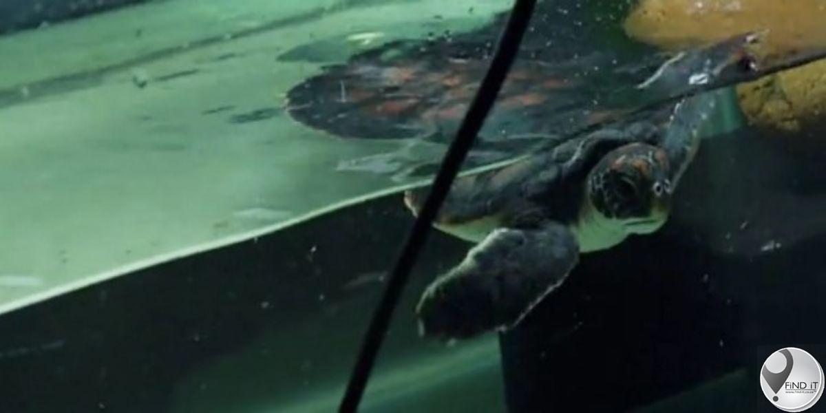 Klein skilpad in Australië het plastiek gepoep vir 6 dae ná dieretuinredding