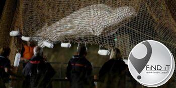 Gestrande Beloega-walvis gered in Frankryk