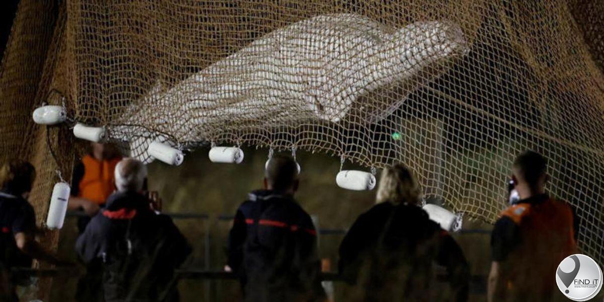 Gestrande Beloega-walvis gered in Frankryk
