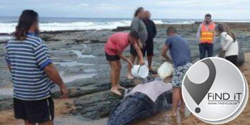 Gestrande jong walvis is na bewering op 'n strand doodgemaak