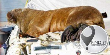 Walrus van kant gemaak na kommer oor menslike veiligheid