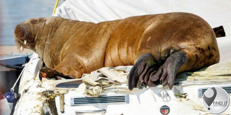 Walrus van kant gemaak na kommer oor menslike veiligheid