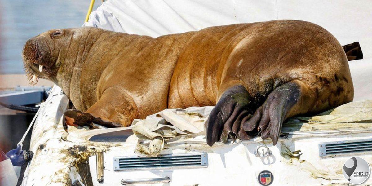 Walrus van kant gemaak na kommer oor menslike veiligheid