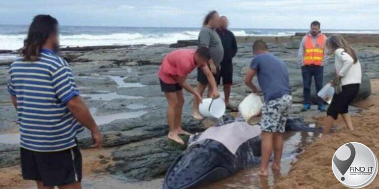 Gestrande jong walvis is na bewering op 'n strand doodgemaak