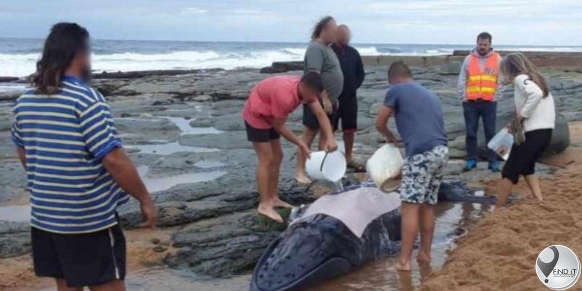 Gestrande jong walvis is na bewering op 'n strand doodgemaak