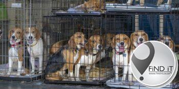 4 000 beagles gered van eksperimente